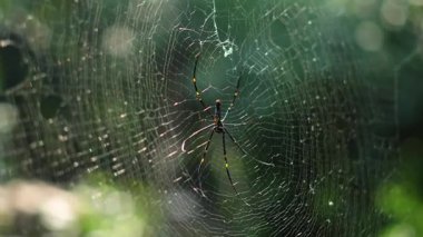 Örümcek ağı ağda