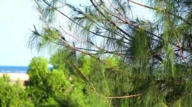 Kumsalın yakınındaki Casuarina kurnaz hamaana ağacı. Casuarina ağacını kapatın..