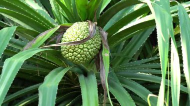 Çam ya da pandanus meyvelerini boş ver..