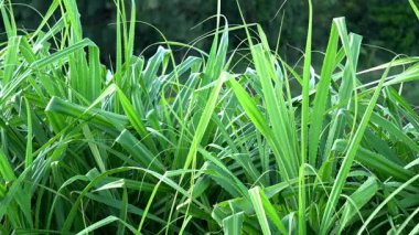 Rüzgarda çam ağaçlarının canı cehenneme. Pandanus ağacı.