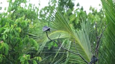 Kara drongo, sağanak yağmurda bir dala otur..