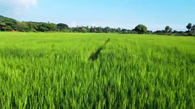 pirinç tarlası, tarım, doğa bitki örtüsü