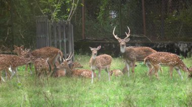 hayvanat bahçesinde vahşi geyik