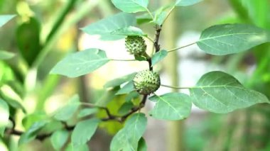 Datura metel meyvesi rüzgarda.