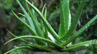 Akşam vakti aloe vera bitkisine su vermek yavaş çekimde.