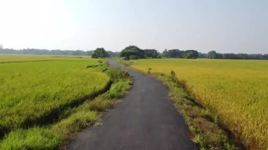 Hindistan 'daki pirinç tarlalarının ortasından geçen Hint köyü yolu. Bir Kış Akşamı Günbatımında Çiftlik Alanı.