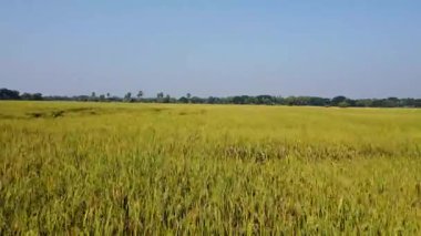 Pirinç tarlası ve insansız hava aracı görüntüsü. Güney Hindistan 'da pirinç tarlası manzarası.