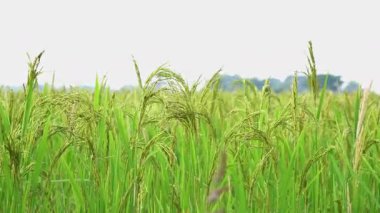 Hindistan 'da pirinç yetiştiriciliği. Pirinç tarlalarında taze çeltik taneleri.