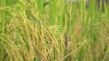 Olgun Pirinç Rüzgarda Sallanıyor Paddy Field 'da, Hindistan' da Doğal Tarım Arkaplanı.