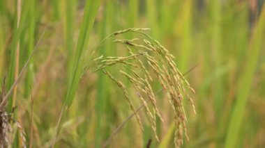 Rice çeltik tarlasını gündoğumunda Hindistan 'da kapatın. Hindistan 'ın güneyindeki pirinç tarlasında sallanan yemyeşil altın pirinç tarlası..