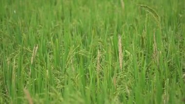 Doğu Hindistan 'daki yeşil pirinç tarlası. Pirinç kulakları Odisha, Hindistan 'da rüzgarla sallanıyor..