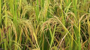 Hindistan 'daki pirinç tarlası. Sonbaharda pirinç tarlaları, hasat öncesi altın pirinç..