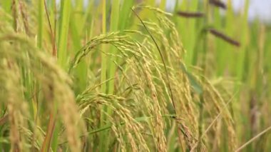  Asya pirinç tarlası yakın görüş alanında. Çeltik tarlalarında olgunlaşmış pirinç kulakları, hasat mevsimi.