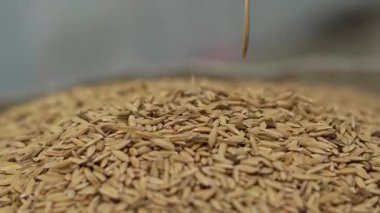 Düşen pirinç tanelerini seç, yüksek kaliteli eko ürünü.