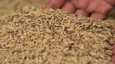 Elde pirinç. Çiftçi Eli Pirinç Paddy Yavaş Hareketi.