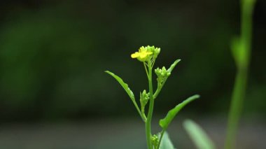 Kırlarda açan sarı hardal çiçekleri..