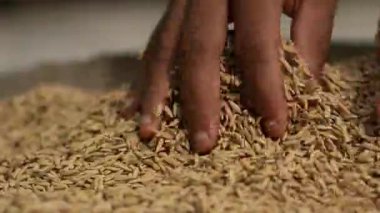 Çiğ pirinç tanelerini tutan eller. Çiftçi tahılı kontrol ediyor..