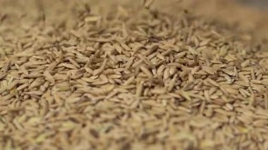 Düşen Pirinç Taneleri Tarlaların yakınında.