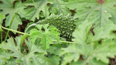 Çiftlik arazisinde acı yeşil kabak. Bir çiftlikte yetişen acı kabak.