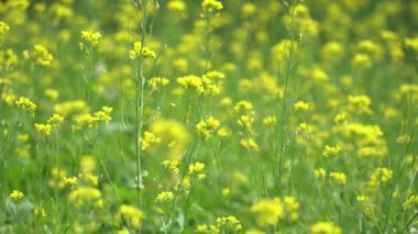 Hardal çiçeği tarlası kışın tamamen çiçek açar..