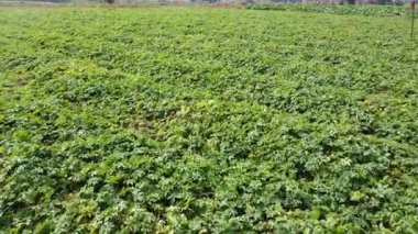 Hindistan 'da Bitter Su Kabağı Çiftçiliği Hava Görüntüsü.