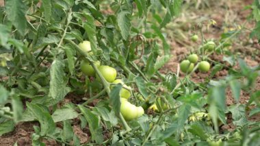 Bahçedeki yeşil domatesler. yeşil domates çiftçiliği kış mevsiminde.
