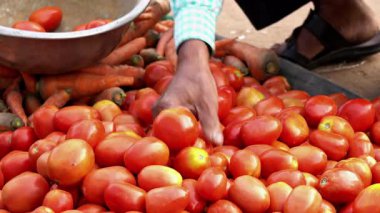 Hintli adam sebze pazarından domates seçer. Hindistan 'daki Hint çiftçi pazarı..