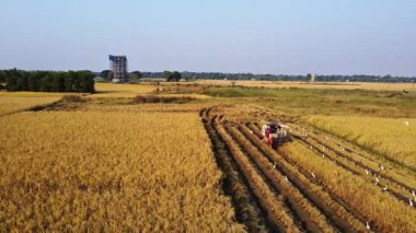 Güneşli bir günde pirinç hasat eden pirinç hasadının kırsal arazisi. Pirinç biçme makinesi.