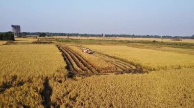 Hindistan pirinç hasatçısı gün batımında pirinç hasat ediyor..
