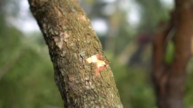 Bir Asya köyünde baltayla (baltayla) ağaç kesimi.