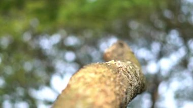 Kırsal bir köyde gün ortasında baltayla ağaç dalı kesiliyor..