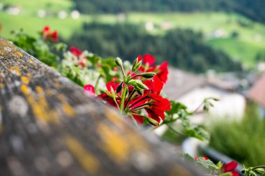 Red geranium on a balcony in Ortisey  clipart