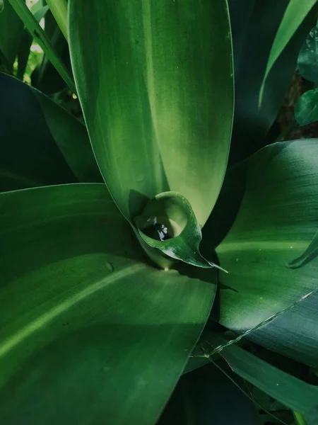 Güzel botanik fotoğrafı, doğal duvar kağıdı.
