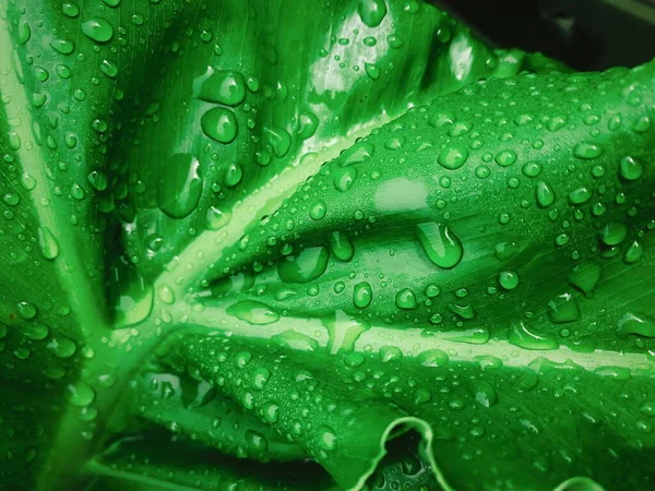 Suya maruz kalan yeşil yapraklar