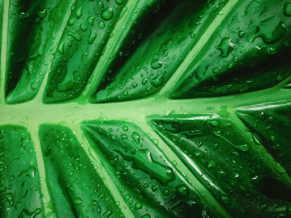 Suya maruz kalan yeşil yapraklar