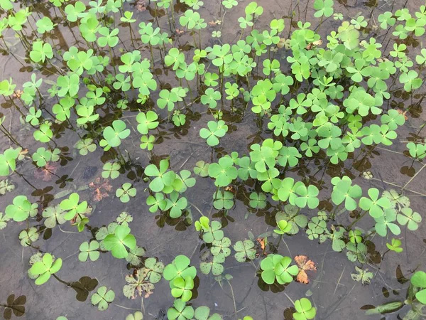Su yaprakların üzerine düşer.