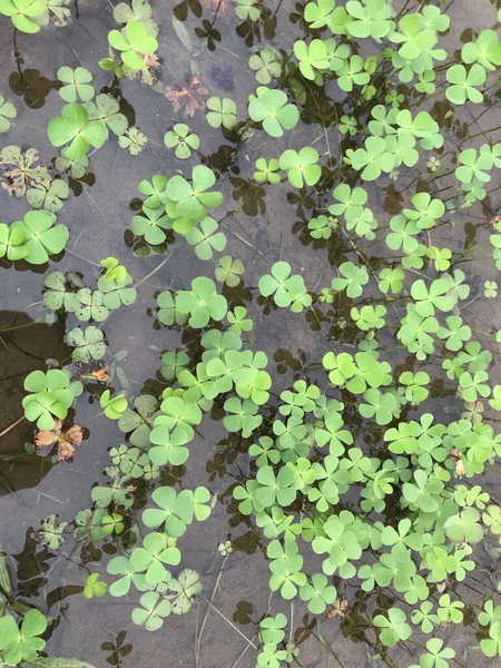 yeşil yapraklar, bitkiler ve yapraklar