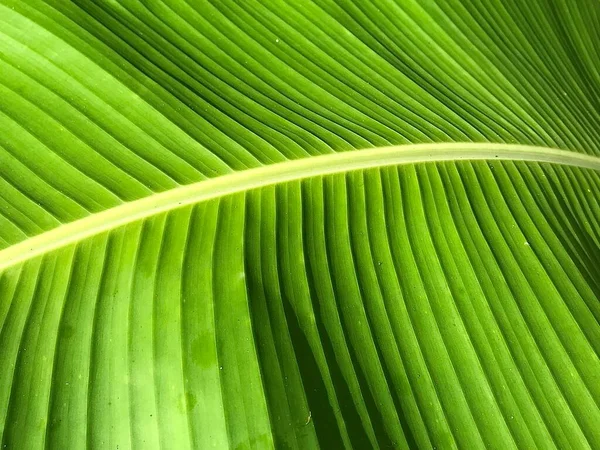 yeşil yaprak dokusu arkaplanı