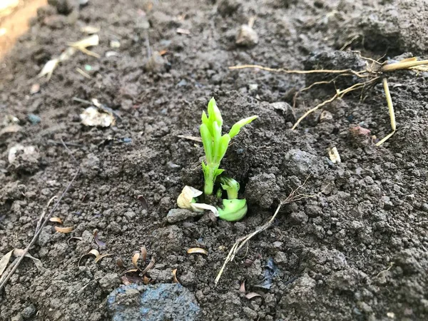 Bahçedeki yeşil bitki