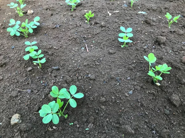 Bahçede yeşil yapraklar