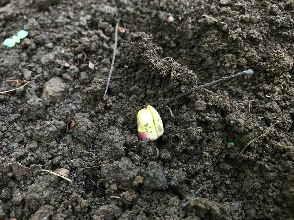 Bahçedeki yeşil bitki