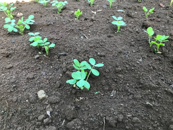 Bahçede yeşil yapraklar