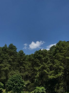 Ağaçları ve mavi gökyüzü olan güzel bir manzara.