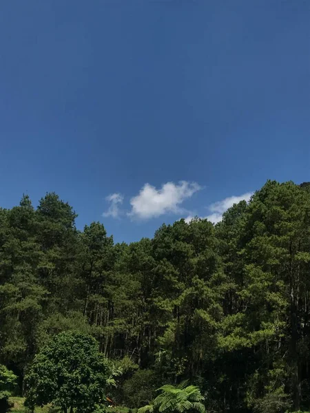 Ağaçları ve mavi gökyüzü olan güzel bir manzara.