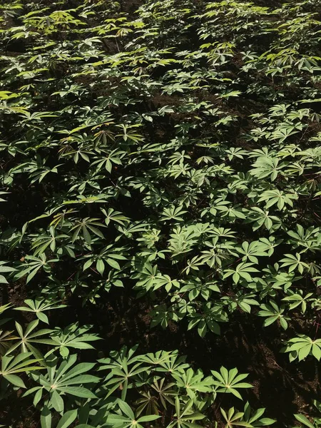 Bahçedeki esrar bitkileri