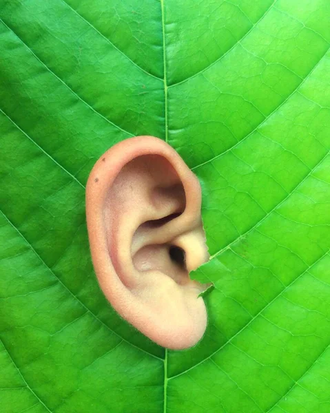 Yeşil yaprak dokusu, bitki örtüsü.