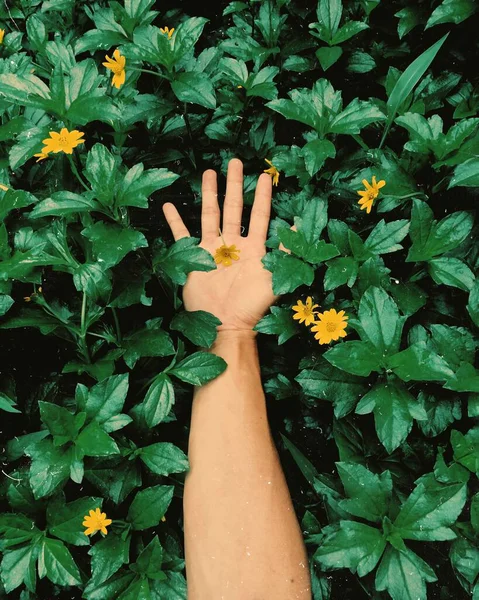 Bahçede yeşil çimenler ve sarı çiçeklerle bir kadın eli