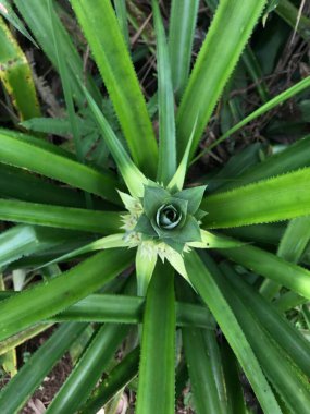 bir bitkinin yeşil yaprakları