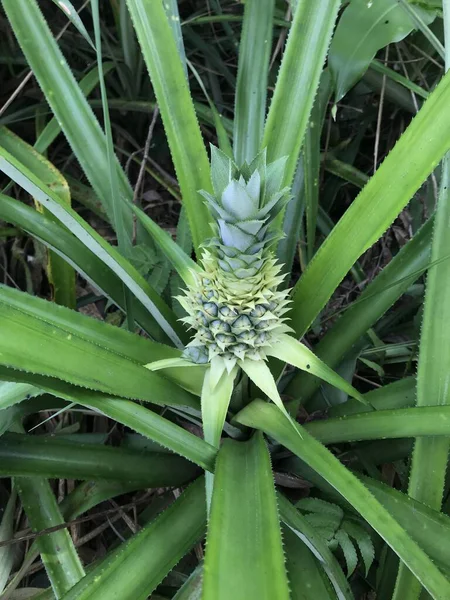 Bahçedeki ananas bitkisi