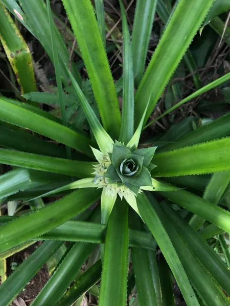 Aloe vera bitkisi bahçede